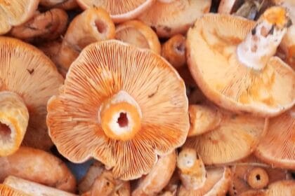 Kanlıca mantarı, hem etli dokusu hem de yoğun aroması nedeniyle birçok tarifte yer bulur.