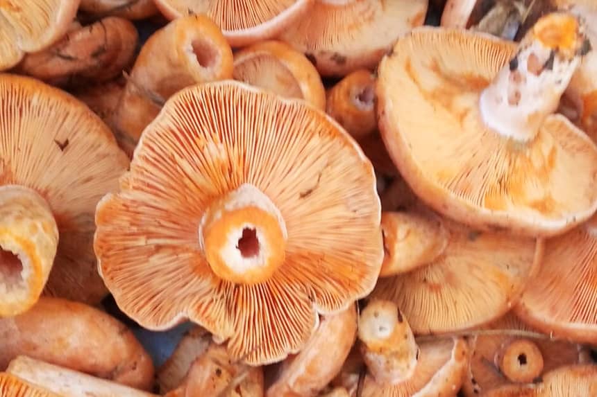 Kanlıca mantarı, hem etli dokusu hem de yoğun aroması nedeniyle birçok tarifte yer bulur.