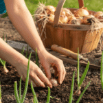 Bahçede soğan yetiştirmek, hem ekonomik hem de ruhu dinlendiren bir uğraştır.