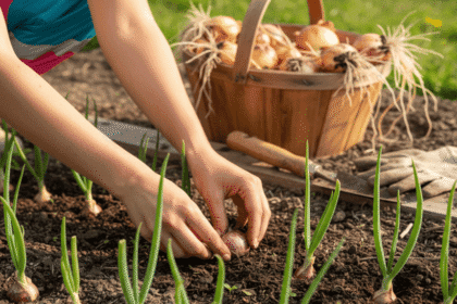 Bahçede soğan yetiştirmek, hem ekonomik hem de ruhu dinlendiren bir uğraştır.