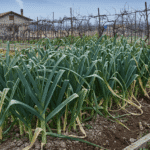 Kasım ayında bahçeye dikilen pırasalar, hem sofraları hem de bahçe sahiplerini memnun edecek verim potansiyeline sahip.